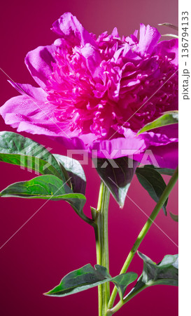 Colorful floral design. Vibrant pink dahlia exhibiting radial symmetry and intense color saturation Colorful floral design. Vibrant pink dahlia exhibiting radial symmetry and intense color saturation 136794133