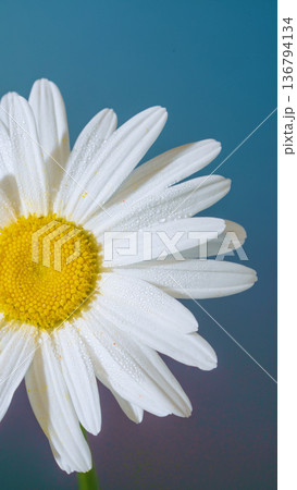 Blue background with white daisy. Cheerful summer scene illustrating white daisy with yellow center Blue background with white daisy. Cheerful summer scene illustrating white daisy with yellow center 136794134