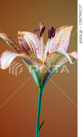 Lily on stem. Single speckled lily displayed on slender stem against warm gradient backdrop Lily on stem. Single speckled lily displayed on slender stem against warm gradient backdrop 136794137