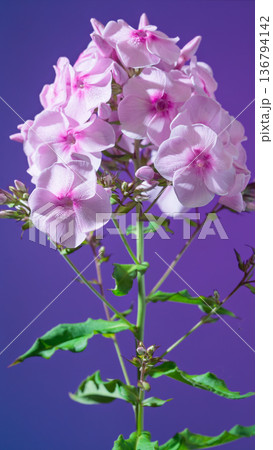 Vertical shot highlighting soft pink flowers against deep purple background for bridal decoration Vertical shot highlighting soft pink flowers against deep purple background for bridal decoration 136794142
