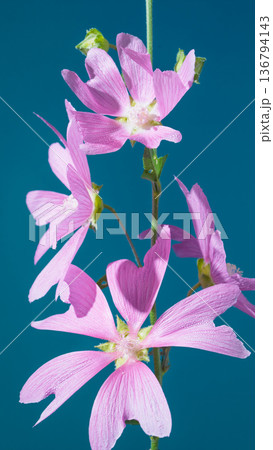 Arrangement of marshmallow flowers and buds set against energetic cyan background for lively pictures 136794143