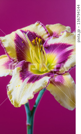 Intimate view of unique yellow and purple hybrid flower with speckled edges and vibrant colors Intimate view of unique yellow and purple hybrid flower with speckled edges and vibrant colors 136794144