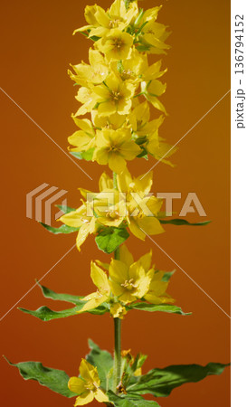 Vertical yellow mullein spike set against vibrant orange background showcasing textured foliage 136794152