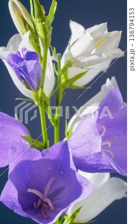 Aesthetic spring bouquet featuring soft pastel bellflower stems with trumpetshaped floral displays 136794153
