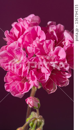 Striking pink geranium group emphasizing delicate petals and textured surface in soft studio illumination Striking pink geranium group emphasizing delicate petals and textured surface in soft studio illumination 136794155