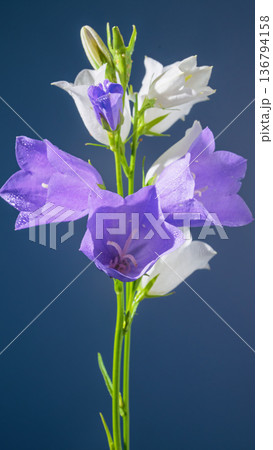 Elegant peony decorated with delicate raindrops. Opulent magenta flower featuring layers of dewcovered petals 136794158