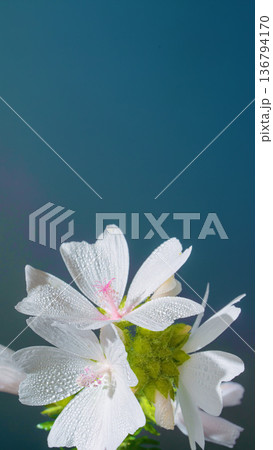 Serene flower arrangement with dew. Calm floral scene highlighting soft petals and subtle textures Serene flower arrangement with dew. Calm floral scene highlighting soft petals and subtle textures 136794170