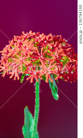 Pink flowers cluster. Magenta background with delicate pink pentas and starshaped blossoms closer 136794180