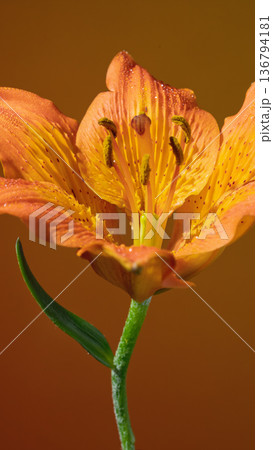 Warm amber highlighting flower details. Detailed view of petals with enhanced amber glow and venation 136794181