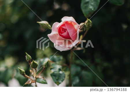 Beautiful pink Rose flower in a spring garden after the rain. 136794188