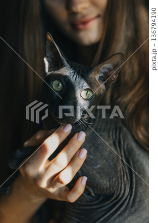 Cute dark sphinx cat in the hands of a girl. Cute dark sphinx cat in the hands of a girl. 136794190