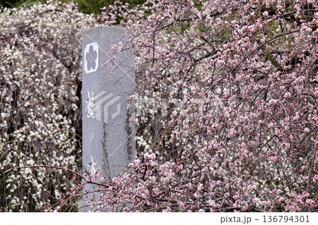 白い梅の木ピンクの梅の木梅の木の石碑 136794301