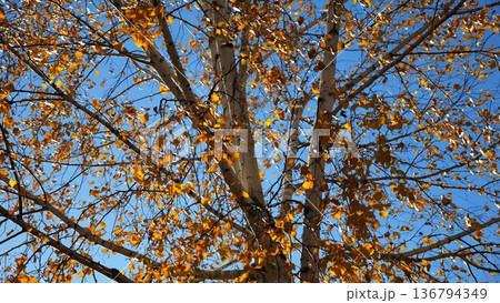 View to tree top of birch with brown leaves at sunny autumn day. Branches with lush foliage gently swaying in wind at parkland. Beautiful colorful fall season. Slow motion 136794349