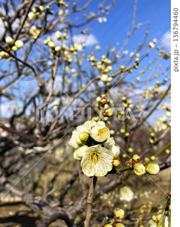 晴天に映える梅の花 136794460