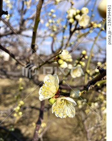 晴天に映える梅の花 136794461