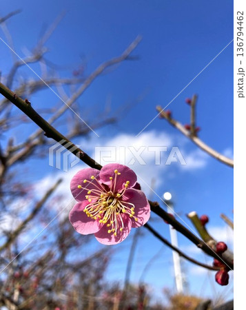 何とも愛らしい一輪の梅の花 136794462
