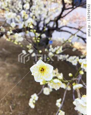 思わず引きつけられる梅の花 136794592