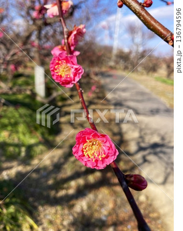 晴天に映える梅の花 136794596