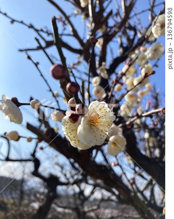 何とも愛らしい梅の花 136794598