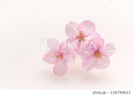 白い背景の美しい桜の花 136794615