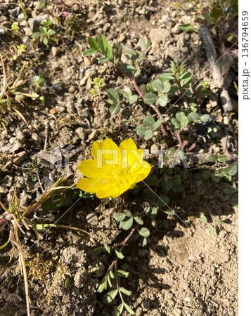 何とも可愛らしいフクジュソウ 136794659