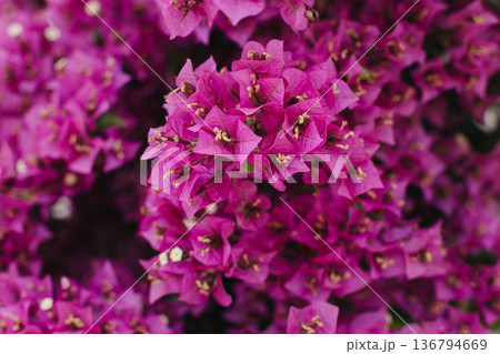 Beautiful violet bougainvillea flowers on a summer street. 136794669