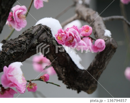 雪が積もる梅の花 雪が積もる梅の花 136794857