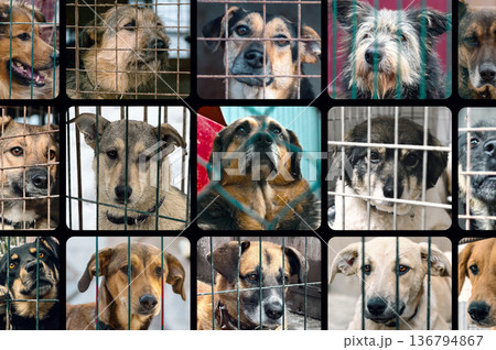 Collage of large group of homeless dogs in animal shelter. Composite portrait image of stray dogs 136794867