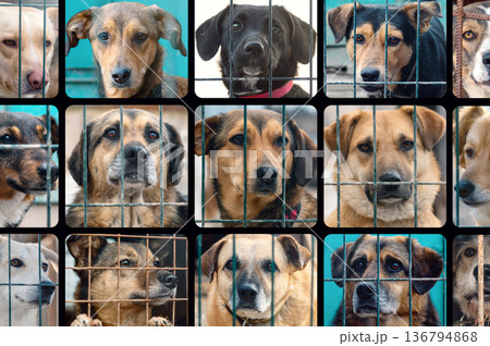 Collage of large group of homeless dogs in animal shelter. Composite portrait image of stray dogs 136794868