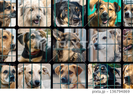 Collage of large group of homeless dogs in animal shelter. Composite portrait image of stray dogs 136794869