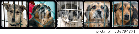 Collage of large group of homeless dogs in animal shelter. Composite portrait image of stray dogs Collage of large group of homeless dogs in animal shelter. Composite portrait image of stray dogs 136794871
