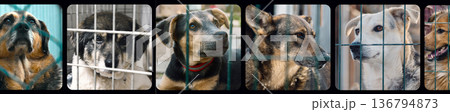 Collage of large group of homeless dogs in animal shelter. Composite portrait image of stray dogs 136794873