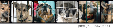 Collage of large group of homeless dogs in animal shelter. Composite portrait image of stray dogs Collage of large group of homeless dogs in animal shelter. Composite portrait image of stray dogs 136794874