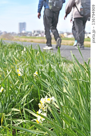 越谷散歩・元荒川緑道 越谷市相模町 越谷散歩・元荒川緑道 越谷市相模町 136794909