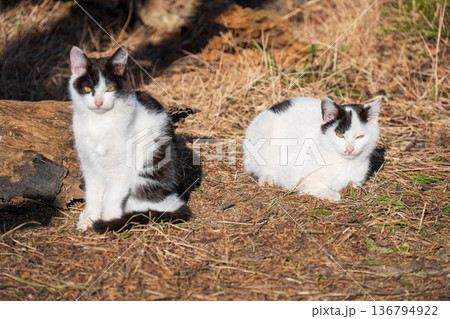 仲良しの2匹の猫 仲良しの2匹の猫 136794922