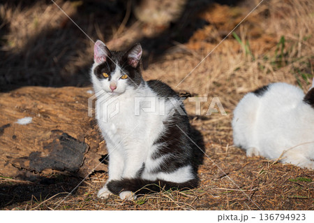 見つめるかわいい猫 見つめるかわいい猫 136794923