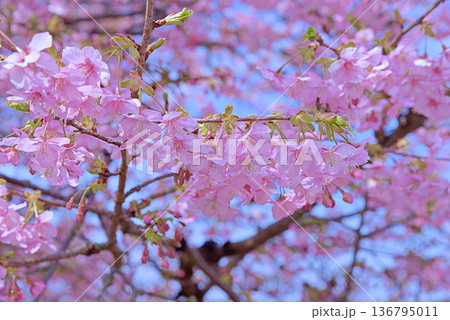 河津桜と青い海 136795011