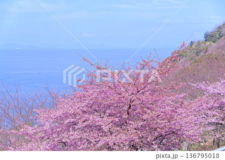 河津桜と青い海 河津桜と青い海 136795018