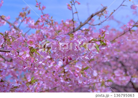 河津桜と青い海 136795063