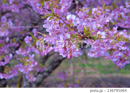 河津桜と青い海 河津桜と青い海 136795064