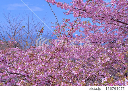 河津桜と青い海 136795075