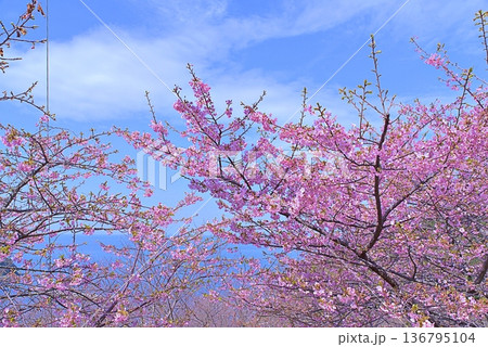 河津桜と青い海 136795104