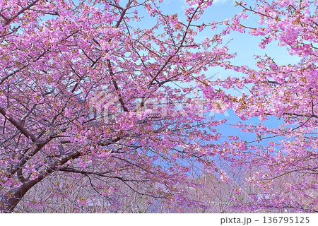 河津桜と青い海 河津桜と青い海 136795125