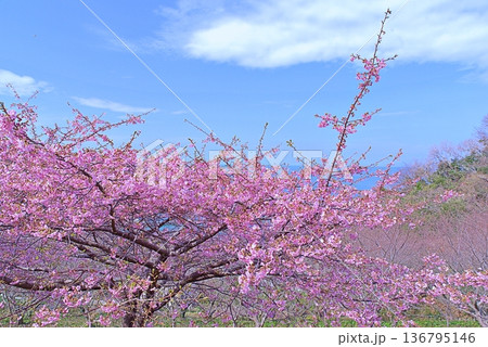 河津桜と青い海 136795146