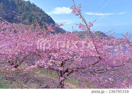 河津桜と青い海 136795159
