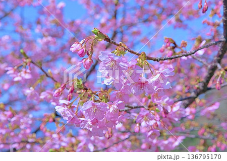 河津桜と青い海 136795170