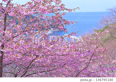 河津桜と青い海 河津桜と青い海 136795180