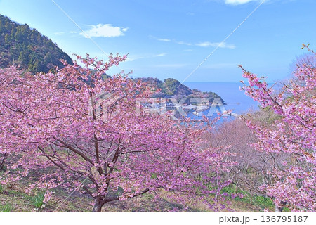 河津桜と青い海 136795187