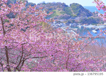 河津桜と青い海 河津桜と青い海 136795195