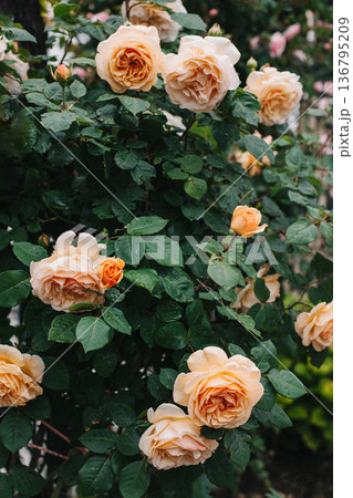 Beautiful peach pink Rose flowers in a spring garden after the rain. 136795209